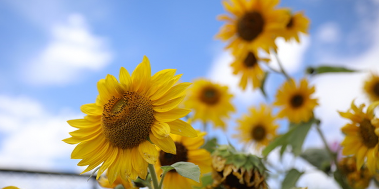Ayçiçeği, yağ üretimi için dört şehirde destek kapsamına alındı