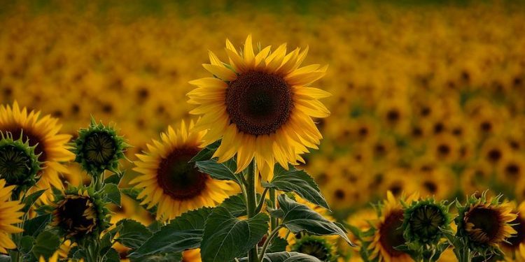 Ayçiçeği üretiminde 4 ilde 7 bölgeye daha destek verilecek