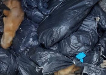 Beykoz'da çöp konteynerinde 19 ölü köpek bulundu