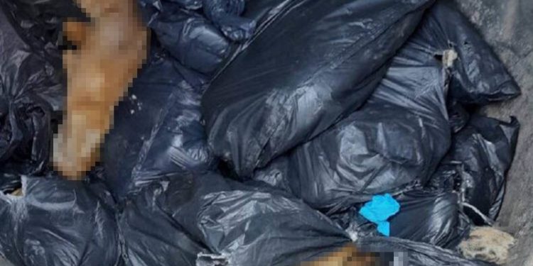 Beykoz'da çöp konteynerinde 19 ölü köpek bulundu