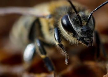 Bilim insanları koronayı tespit etmek için arıları eğitti