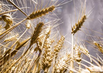 Buğday fiyatlarındaki artış dizginlenemiyor