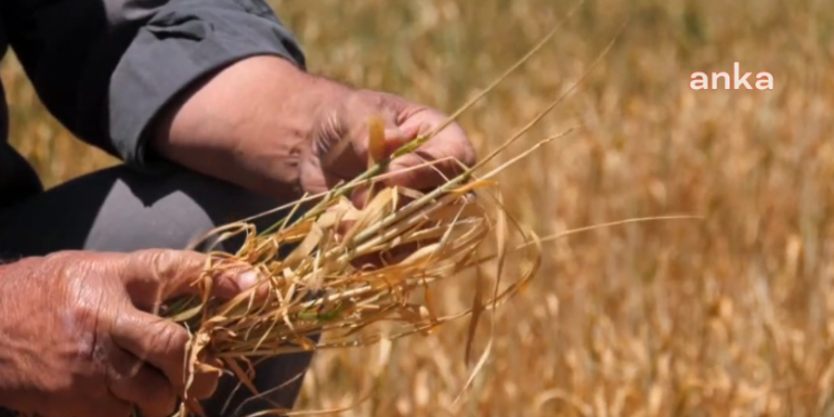 Buğdaya yüzde 22 zam; Ekmek ve un fiyatlarına yansıyacak