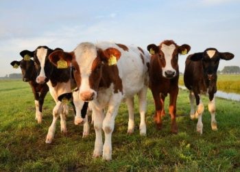 Büyükbaş hayvanların canlısı etinden 'değersiz'