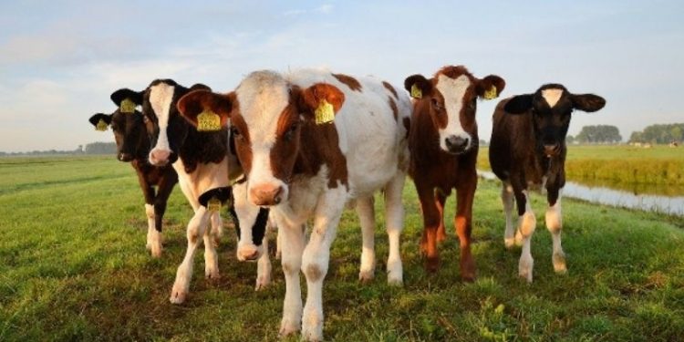 Büyükbaş hayvanların canlısı etinden 'değersiz'