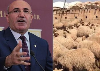 CHP’li Tanal: Urfa’da 17 koyun 'gözaltına' alındı
