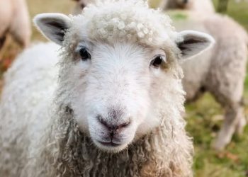 CHP’li Tanal duyurdu: Urfa’da 17 koyun gözaltına alındı