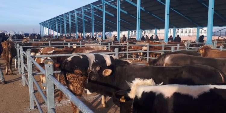 Canlı hayvan değerinde yıllık yüzde 22,25 artış yaşandı