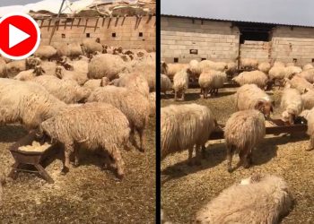 Ceylanpınar’da 17 koyun gözaltına alındı; besiciden 7 bin TL isteniyor