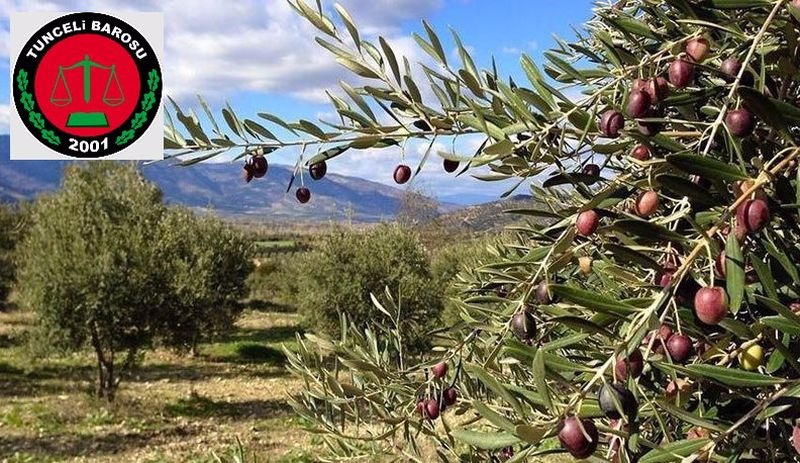 Dersim Barosu: 'Ölmez ağacı'na ölüm fermanını kabul etmiyoruz