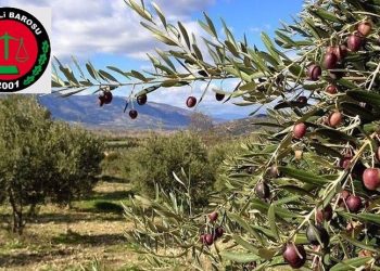 Dersim Barosu: 'Ölmez ağacı'na ölüm fermanını kabul etmiyoruz