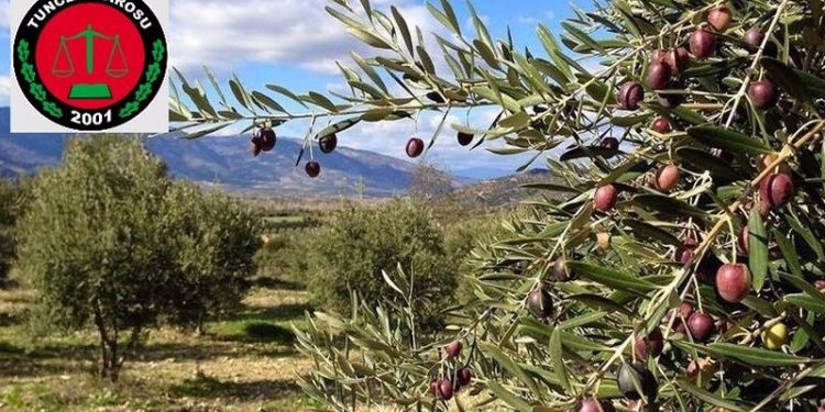 Dersim Barosu: 'Ölmez ağacı'na ölüm fermanını kabul etmiyoruz