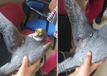 Dünyanın en hızlı kuşu Hatay'da vuruldu