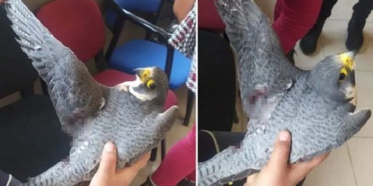 Dünyanın en hızlı kuşu Hatay'da vuruldu