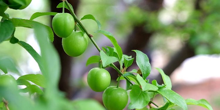 Erik hasadı başladı; kilosu 1000 TL