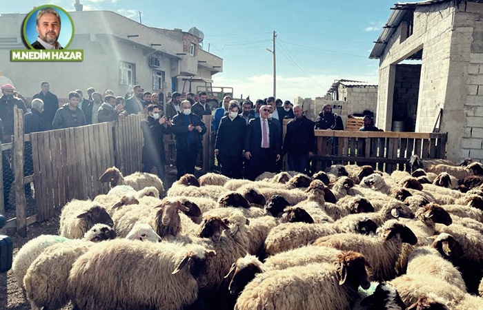 Evet bu da oldu: Terörist koyunlar!