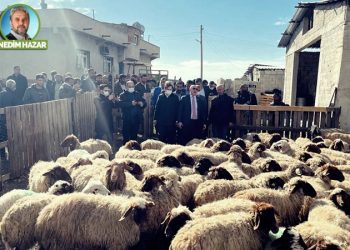 Evet bu da oldu: Terörist koyunlar!