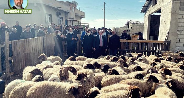 Evet bu da oldu: Terörist koyunlar!
