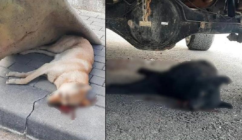 Evinin çatısına çıktığı bahanesiyle 2 köpeği öldüren şüpheli tutuklandı