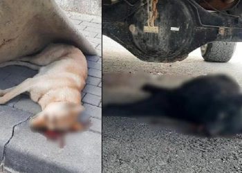 Evinin çatısına çıktığı bahanesiyle 2 köpeği öldüren şüpheli tutuklandı