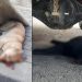 Evinin çatısına çıktığı bahanesiyle 2 köpeği öldüren şüpheli tutuklandı