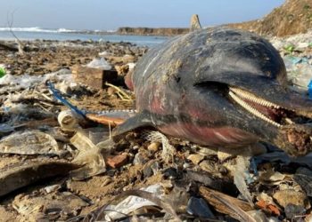 Ey&uuml;psultan sahilinde 24 &ouml;l&uuml; yunus balığı kıyıya vurdu