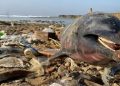 Eyüpsultan’da 24 yunus balığı kıyıya vurdu