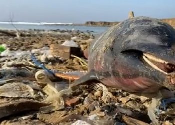 Eyüpsultan’da 24 yunus balığı kıyıya vurdu