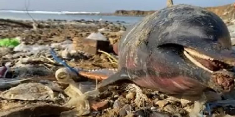 Eyüpsultan’da 24 yunus balığı kıyıya vurdu