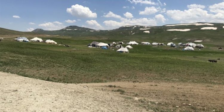 Hakkari ve Van’da çobanlara ‘güvenlik soruşturması’ şartı