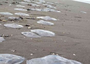 Hatay'da denizanası uyarısı: &Ccedil;ok zehirli, dokunmayın