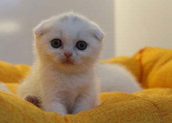 Kediyi öldüren sanık duruşmaya zorla getirilecek