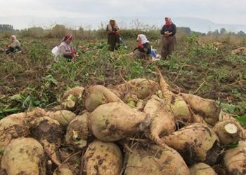 Konya Şeker, pancar taban fiyatında artışa gitti