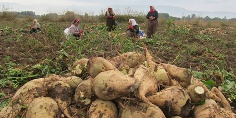 Konya Şeker, pancar taban fiyatında artışa gitti