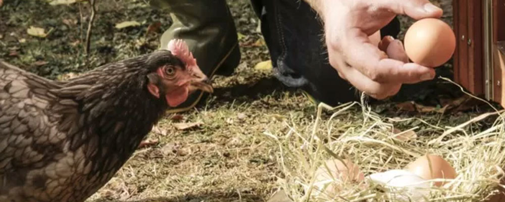 Kuş gribi nedeniyle İngiltere'de gezen tavuk yumurtası satılmayacak