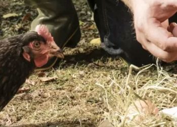 Kuş gribi nedeniyle İngiltere'de gezen tavuk yumurtası satılmayacak