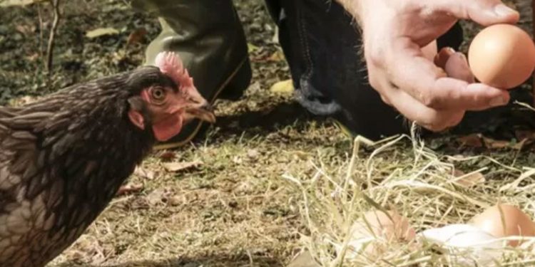 Kuş gribi nedeniyle İngiltere'de gezen tavuk yumurtası satılmayacak