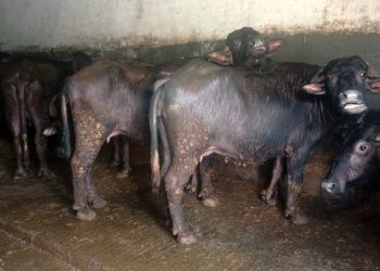 Manda yetiştiricileri: Batıyoruz, böyle giderse 2 ay içinde kapatacağız