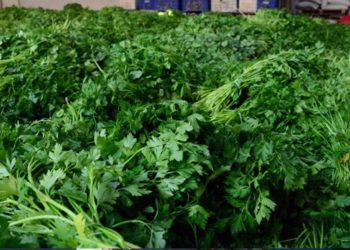 Maydanoz neden 10 liraya çıktı? Hataylı üretici anlattı