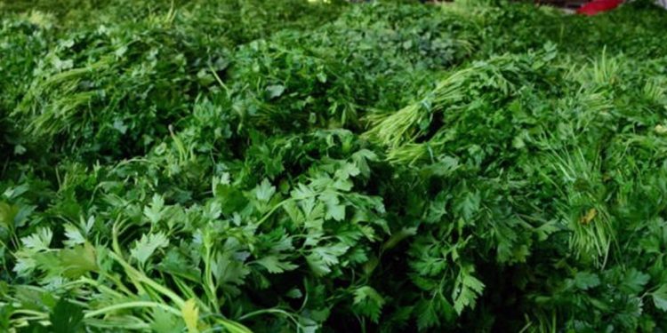 Maydanoz neden 10 liraya çıktı? Hataylı üretici anlattı