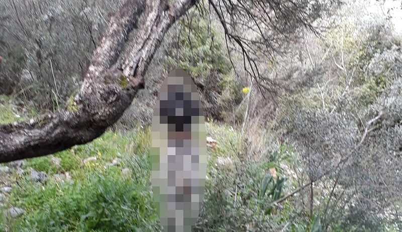 Muğla'da bir köpek ağaca asılmış halde bulundu