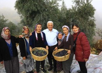 Muğla Büyükşehir Belediye Başkanı Gürün’den zeytinliklerin korunması için mücadele hamlesi