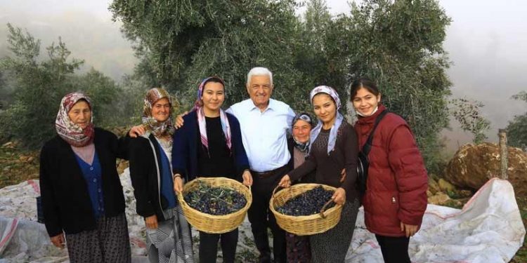 Muğla Büyükşehir Belediye Başkanı Gürün’den zeytinliklerin korunması için mücadele hamlesi