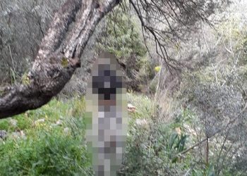 Muğla'da bir köpek ağaca asılmış halde bulundu