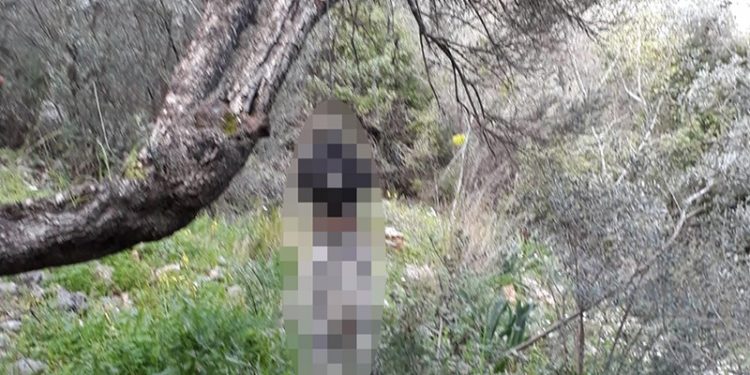 Muğla'da bir köpek ağaca asılmış halde bulundu