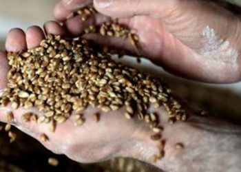 Rusya, Batı'nın uyguladığı yaptırımlara karşılık birçok ham maddenin ihracatını yıl sonuna kadar yasakladı