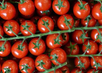 Rusya, Türkiye'den sebze ithalatını artırma kararı aldı