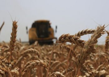 Rusya geçici olarak bazı ülkelere tahıl ihracatını durdurdu