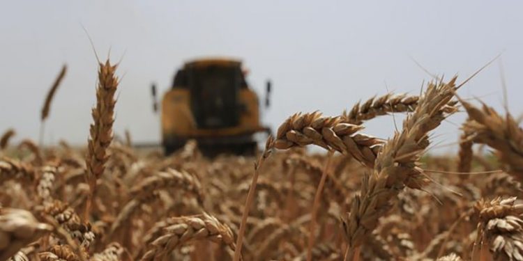 Rusya geçici olarak bazı ülkelere tahıl ihracatını durdurdu