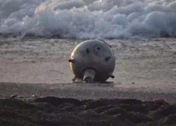 Rusya 'mayınlar sürükleniyor' dedi, Türkiye Navtex ilan etti, Ukrayna yalanladı